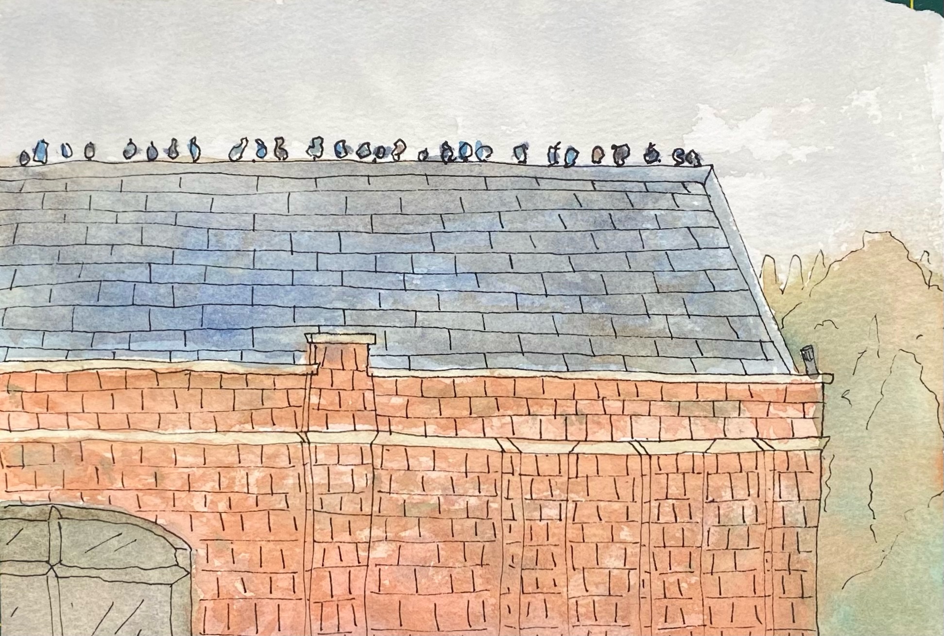 Pigeons by Harry G. (29/10/2025)